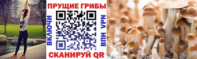 Галлюциногенные грибы Psilocybe  нарко площадка формула  Циолковский 